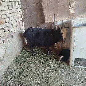 geci