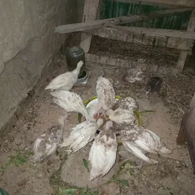 owgan induk juyje