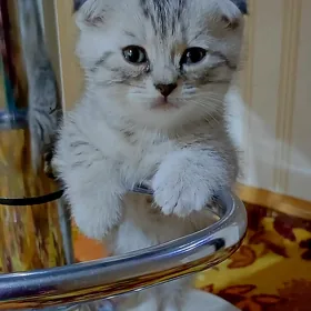 Котята породы шиншиллы