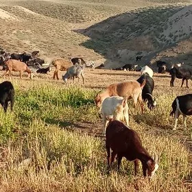 doğ Erkeç gysyr geci