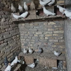 Kepderi