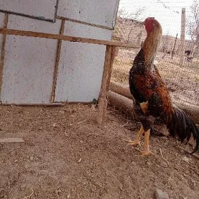 BAÝSY HORAZ 9 AÝLYK