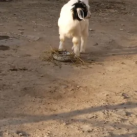 owlakli geci