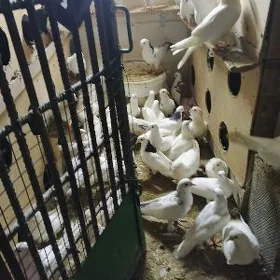 kepderi