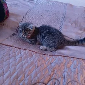 Котёнок