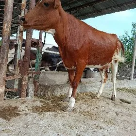 goleli sygyr