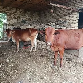 Gulajyn gole