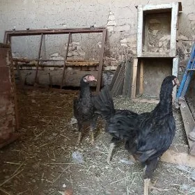 Paroda Baysowy