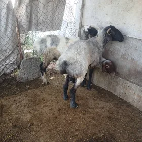 mal goyun işek