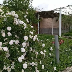 Центре Туркменабаде продаю дом