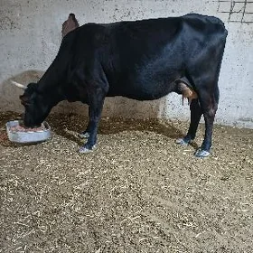 GÖLLELİ SYGYR