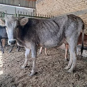 сыгыр