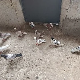 kepderi.