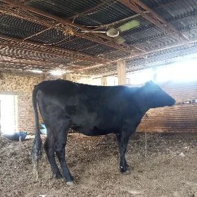Bogaz sygyr