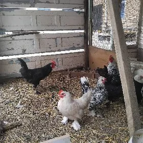 5 sany yaponcik horaz