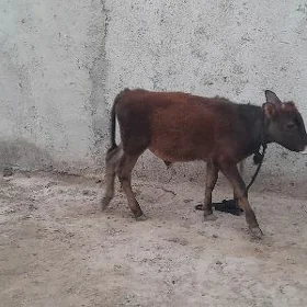 okuz gole