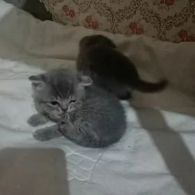 Котята вислоухие чистые