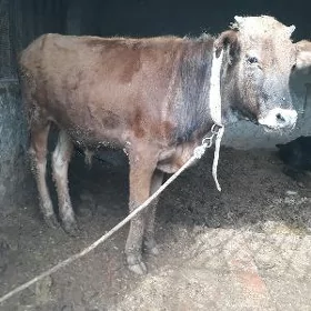oküz