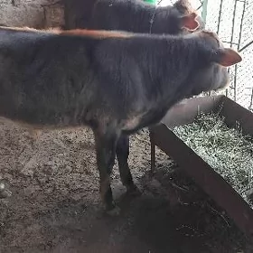 ŞWES TOHUM OKÜZ ARASSA