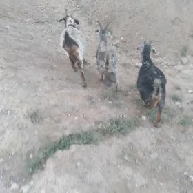 sagylyan geçi