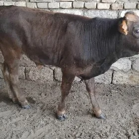OKŪZ ŞWES