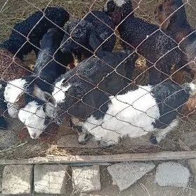 guzy guzylar owlak owaklar