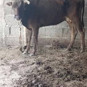 göleli sygyr