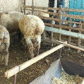 Işşek goç , arassa
