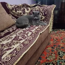кот