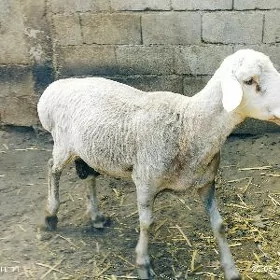 Goç işşek