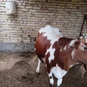 Sygyr