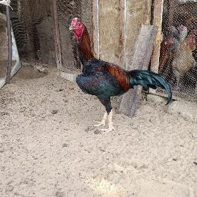 taşkent