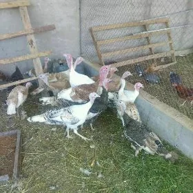 owgan induk ÿumurtgo