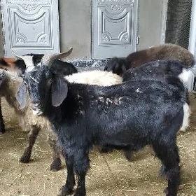Geçi