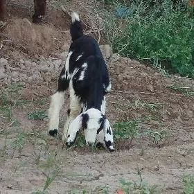 pakistan geci