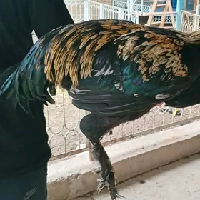 horaz