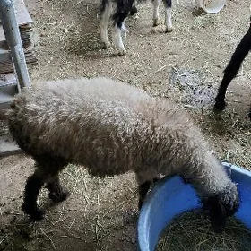 Goýun