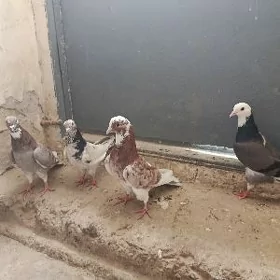 kepderi.