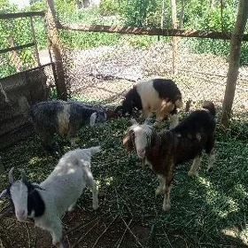 serkeler   ve. geçi