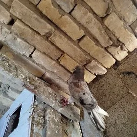 kepderi