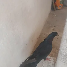 kepderi