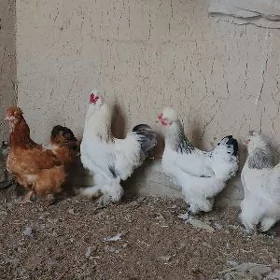 Sakally saçly trupka towuklar