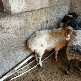 Ene goýun