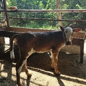 Göle gulajyn