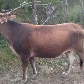 Gysyr sygyr