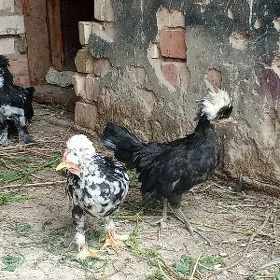 karlık