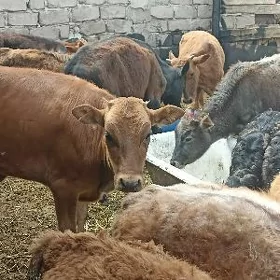 öküzçe tüwe öküz göle