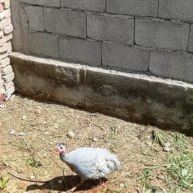 çisarka käkilik