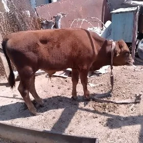 öküz oküzce