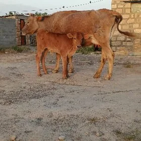 Sygyr goleli